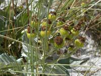 sea-cabbage